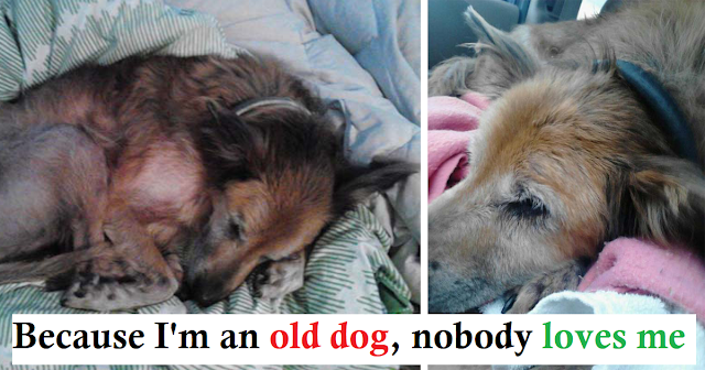 You are currently viewing No One Wanted A Dying, 16-Year-Old Shelter Dog And Then A Family Took A Chance