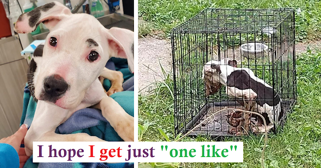 Read more about the article Puppy   Found   Starving   and Covered in Feces So Relieved to See Rescuers