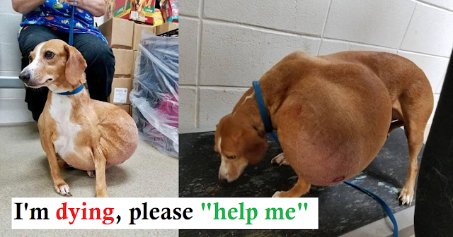 You are currently viewing Small Dog with Enormous Tumor and Surrendered for Euthanasia has the Best Life Now