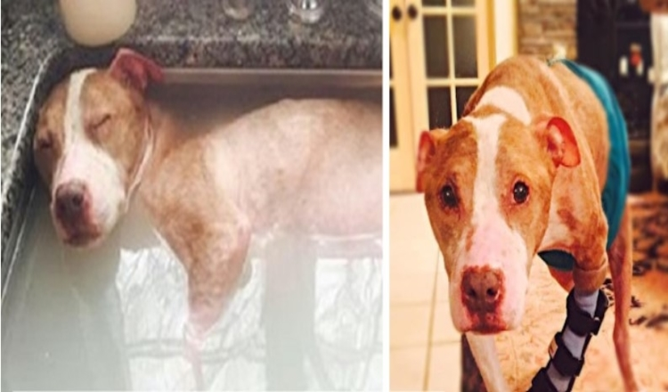 You are currently viewing Horribly Abused Dog Deserves Every Second Of His Healing Bath