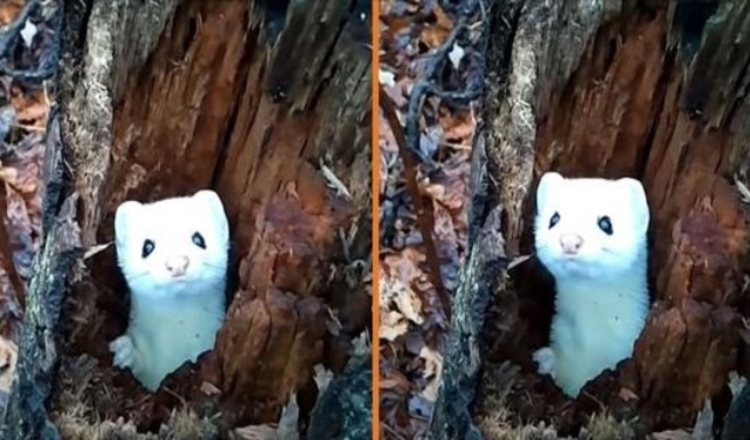 You are currently viewing Adorable Footage Of Snow-White Weasel Peeking Out Of A Hollow Tree