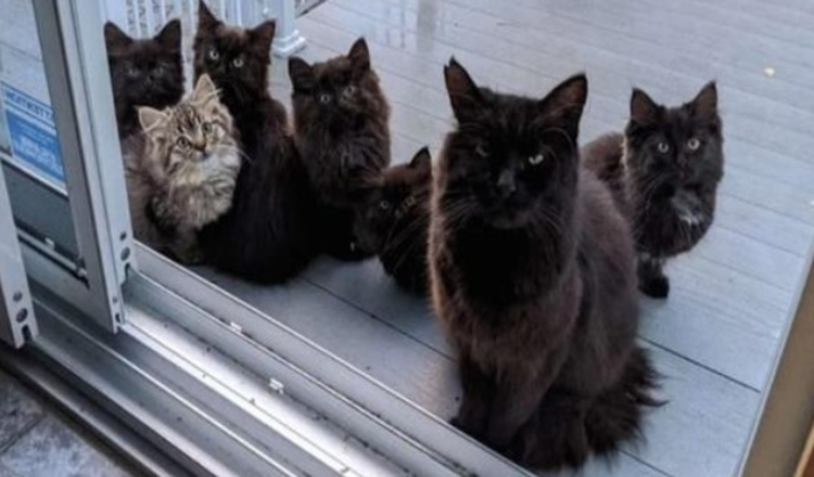 You are currently viewing Black   stray   cat   brings   her six little adorable kittens to introduce them to the kind woman who fed her regularly