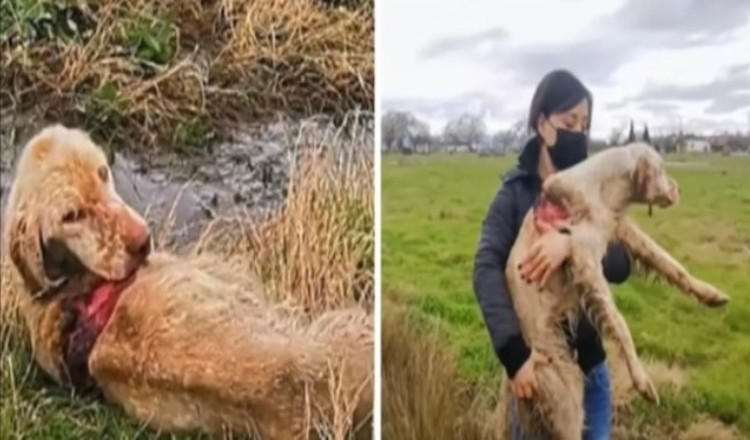 Read more about the article Rescuers find abandoned hunting dog rotting alive in field and become determined to save her