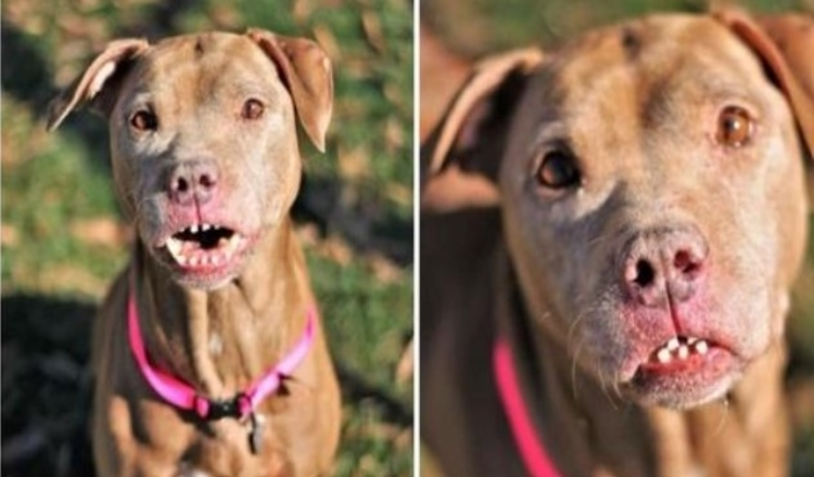 Read more about the article Zipper, the dog with a quirky smile, needs a home
