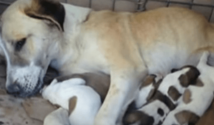 Read more about the article American soldiers Refused To Leave Stray Mama Dog And Her Puppies Behind