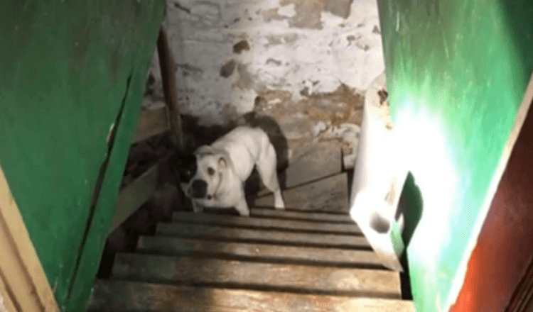 Read more about the article Man Moving Into New House Finds A Dog Chained Up In The Basement