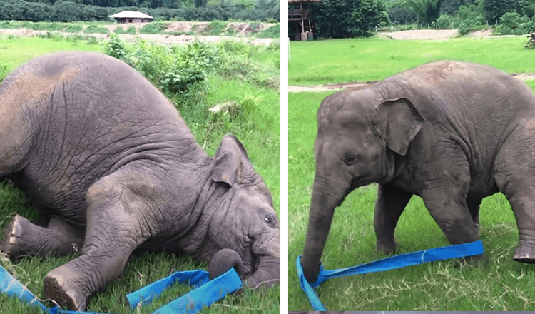 You are currently viewing Elephant Has Time Of Her Life Playing Outside With Ribbon