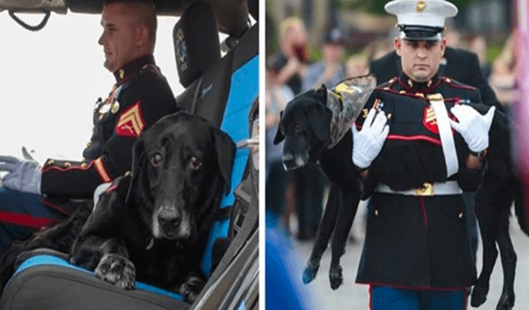 You are currently viewing Marine Dog Veteran Gets A Proper Hero’s Goodbye