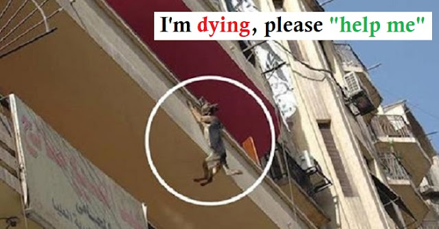 You are currently viewing Dog Chained Up Without Food Or Water Tries To Jump Off Balcony In An Attempt To Free Herself