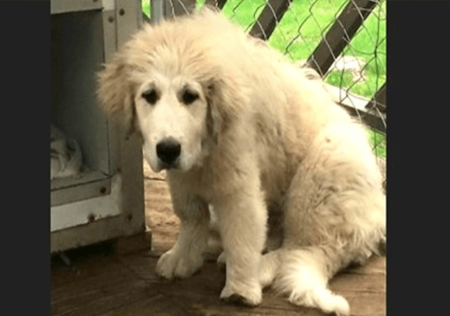 You are currently viewing Neglected   Great   Pyrenees   Puppy with Deformed Paw Gets a Second Chance