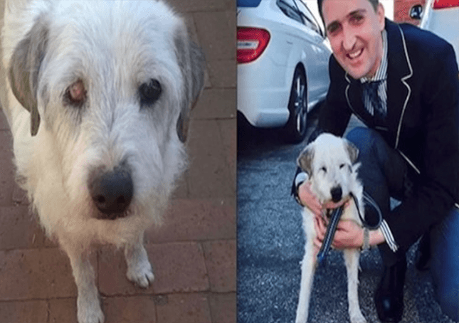 You are currently viewing Shelter Dog Who Waited 15 years to Get Adopted Finally Finds Forever Home