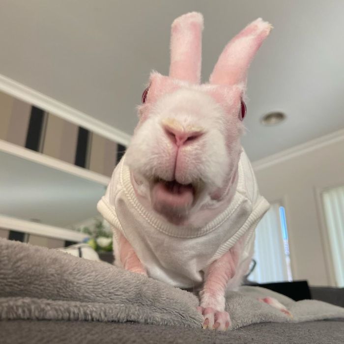 Mr. Bigglesworth, The Hairless Bunny, Was Rescued From Euthanasia, Now