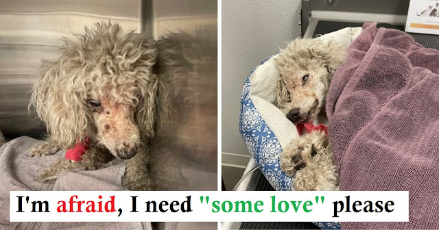 You are currently viewing A Senior Poodle Named Petal Is Clinging To Life After Horrific Abuse