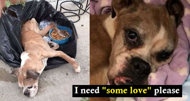 Read more about the article Sick Boxer Left In Trash Bag Outside of Shelter Brings Tears To Rescuers’ Eyes
