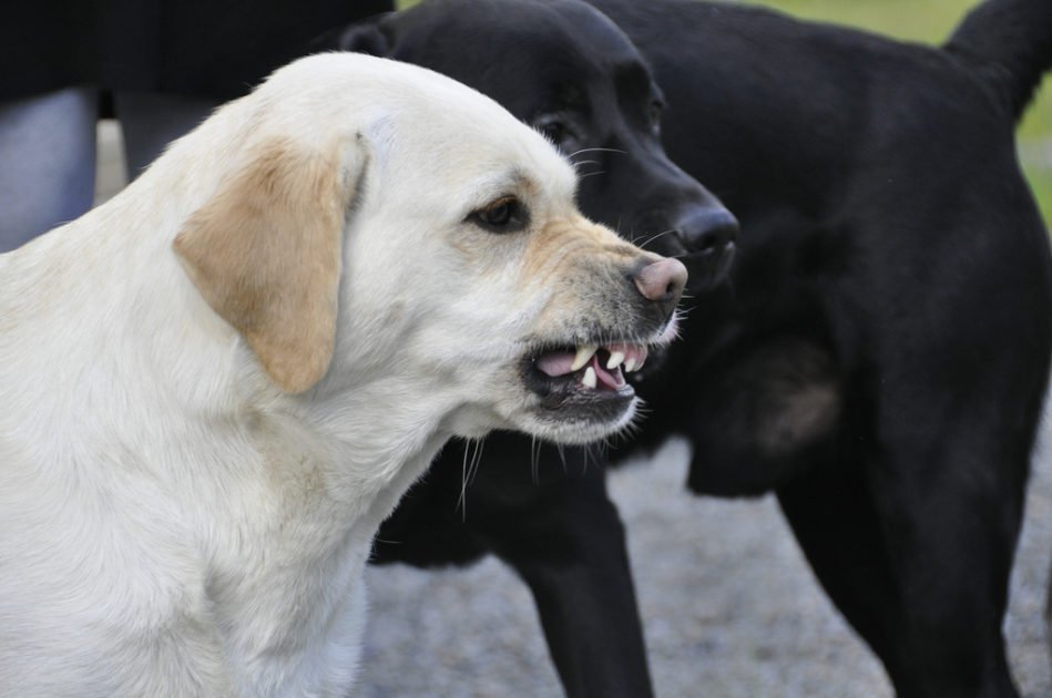 You are currently viewing Science Confirms That Dogs Can Sense ‘Bad People’