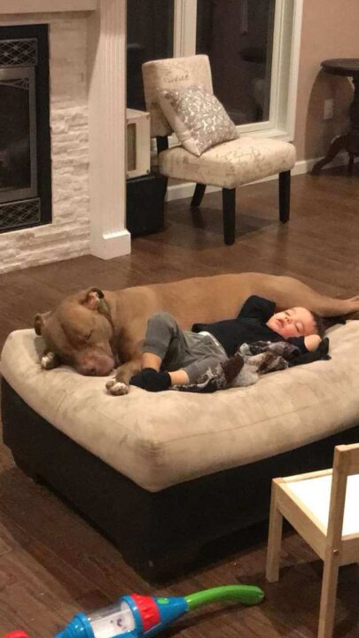 Read more about the article Sick Little Boy Doesn’t Want Anyone To Comfort Him – Except Rescue Pit Bull
