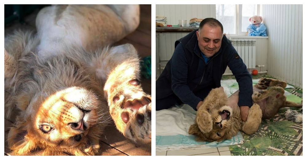 Read more about the article Tortured Lion Cub, Simba, Will Return To Africa To Live At Sanctuary With Another Injured Lion
