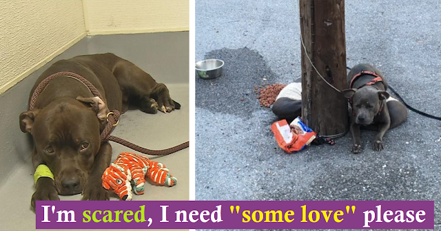 Read more about the article Ashamed Pit Bull Left Tied to Pole at Cat Shelter Couldn’t Look at People