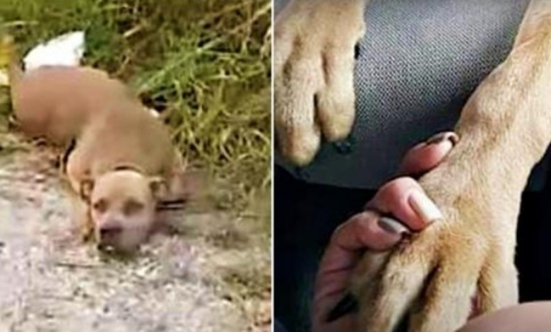 Read more about the article Hurt Pit Bull Lifts Head So Woman Knew She Was Alive & Puts Paw In Her Hand