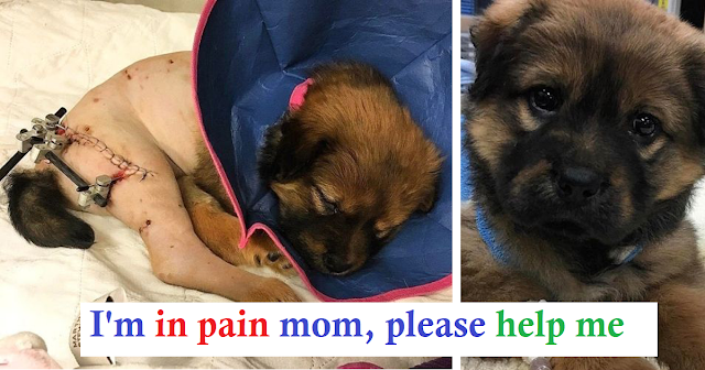 You are currently viewing “How A Tiny, Injured Puppy Healed Me When I Needed It Most”