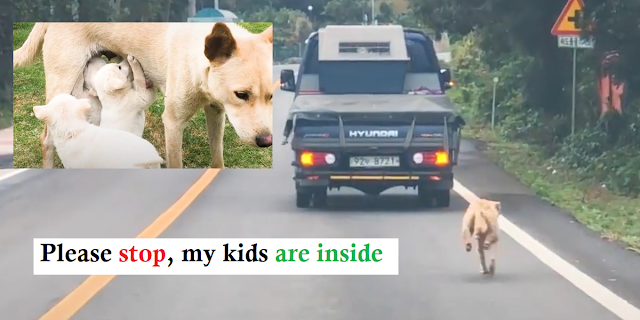 You are currently viewing Mama Dog Chases After The Truck That Took Her Puppies