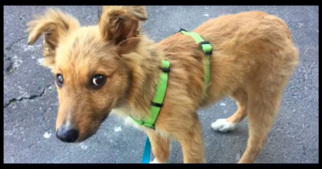 Read more about the article Homeless pup wanted a home so badly that he’d follow people home