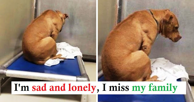 Read more about the article Dog Is Broken After His Adoption Falls Through, So He Stares At A Wall All Day