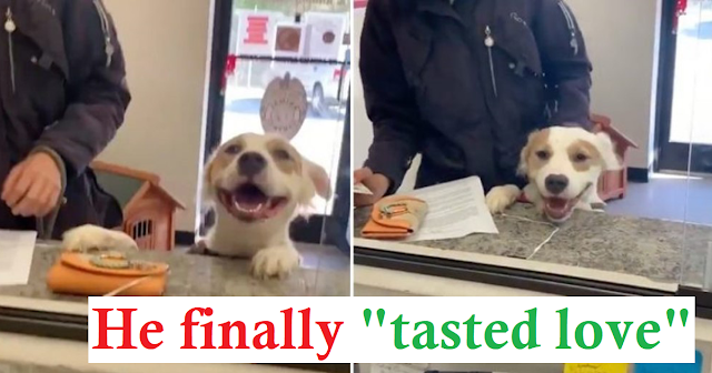 Read more about the article Puppy can’t hide his joy at finding out that he would finally be adopted