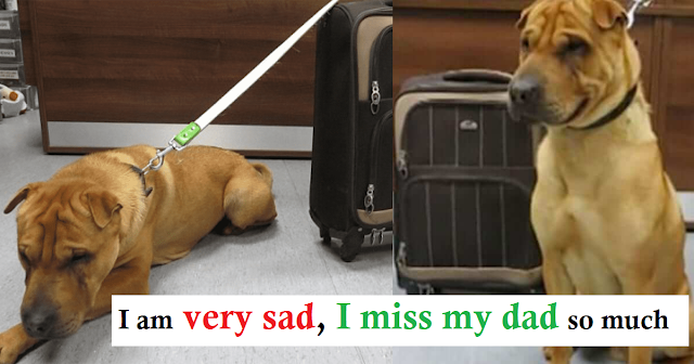 Read more about the article Dog Abandoned At Train Station Tied To Suitcase With All Of His Favorite Belongings