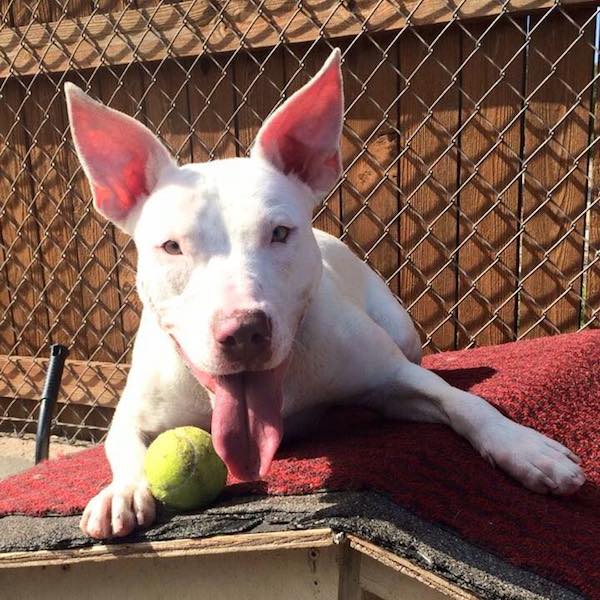 Read more about the article Sheltered deaf pit bull cries out after his best friend gets adopted