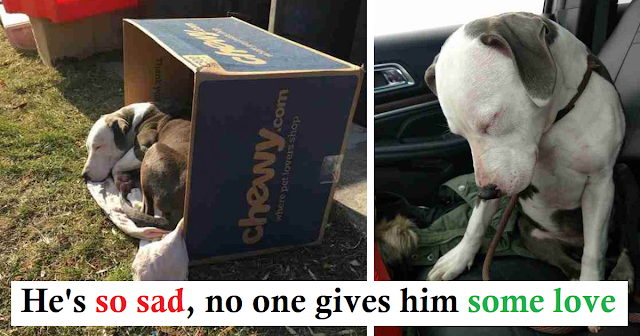 Read more about the article This Abandoned Dog Was Trying To Keep Warm In An Old Cardboard Box When One Woman Decided to Take Her In