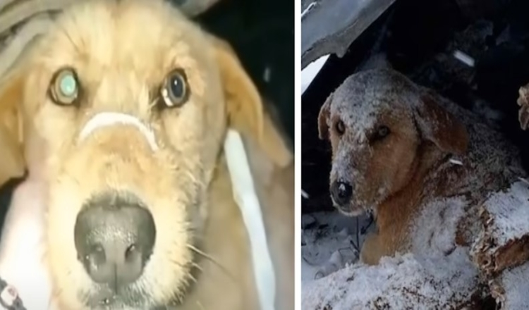 You are currently viewing Dog Who Was Shot Sat Shivering All Alone In The Cold Snow