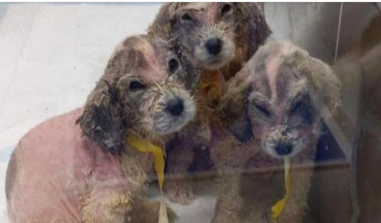 You are currently viewing A Man Found Six Abandoned Hairless Puppies And No One Could Tell They’re Great Pyrenees