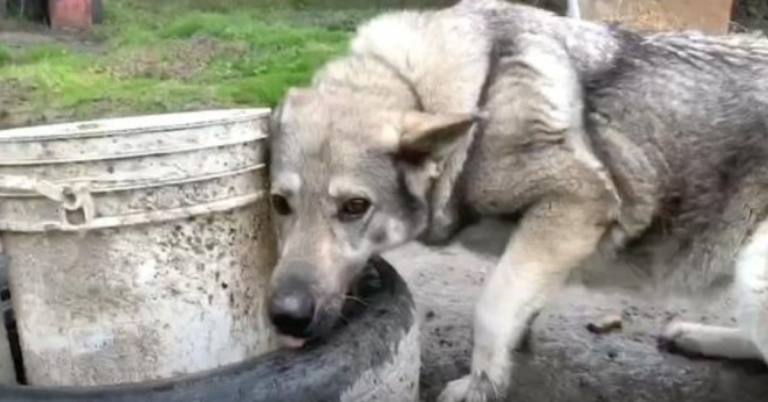 You are currently viewing Depressed ‘Backyard Dog’ Sat In The Mud So Lonely On The End Of That Chain