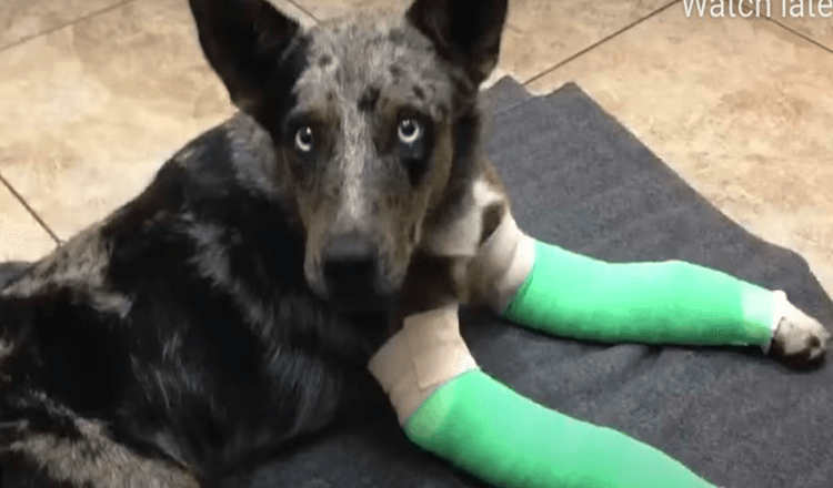 Read more about the article Dog With Two Broken Legs Staggers Up To Remote Park Ranger Station Looking For Help