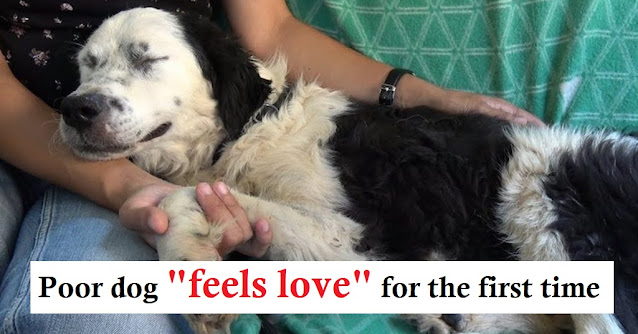 Read more about the article Exhausted Shelter Dog Falls Asleep On Her Rescuer’s Lap After Being Rescued