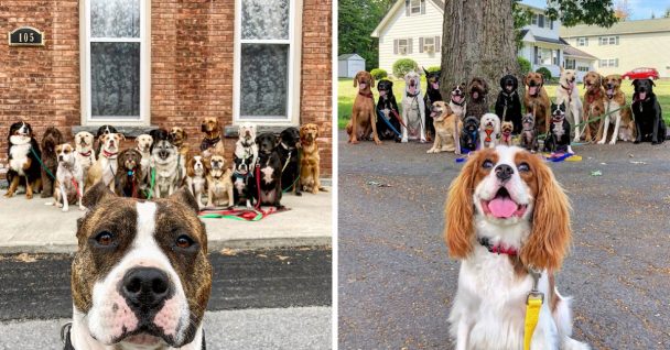 Read more about the article Dog Walker Shares Photos Of The ‘Packs’ He Walks Everyday, And They Are Adorable
