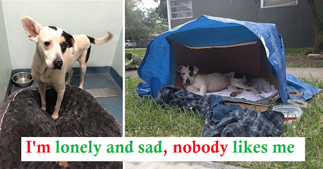 Read more about the article Dog Dumped In Cardboard Box Rescued By Neighbors Who Refused To Look The Other Way