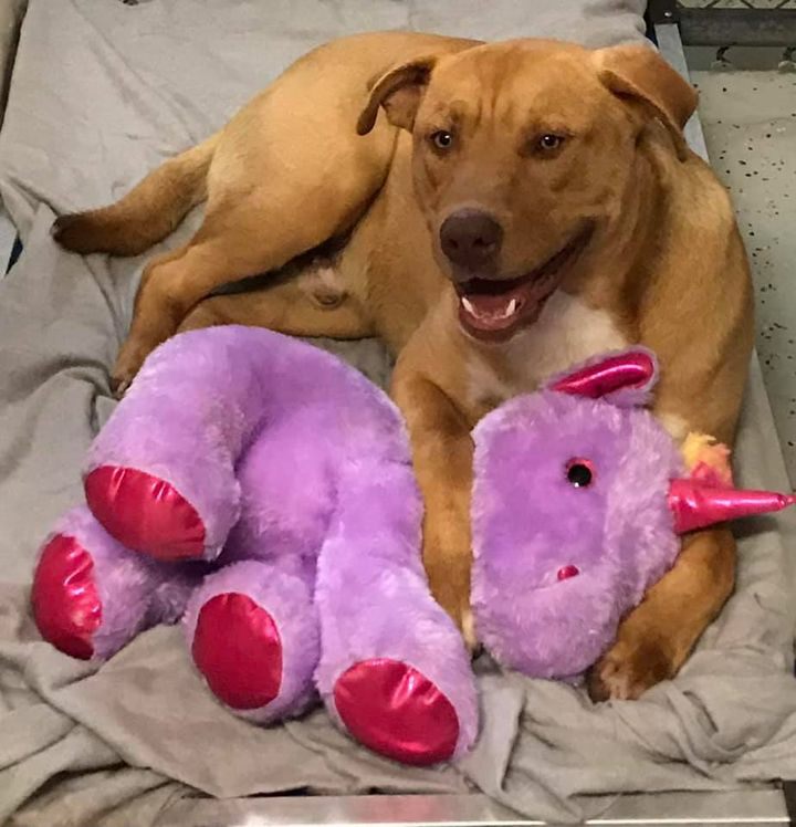 Read more about the article STRAY DOG KEEPS SNEAKING IN TO STORE TO STEAL STUFFED UNICORN, SO OFFICER BUYS IT FOR HIM