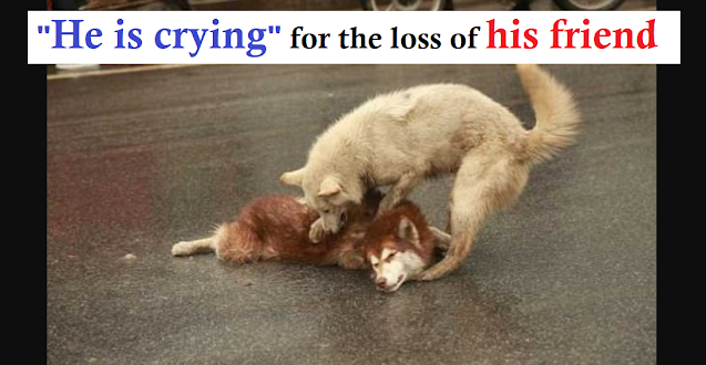 Read more about the article Emotional Moment Loyal Tries To Wake Up Its Friend after he Being Hit By A Car