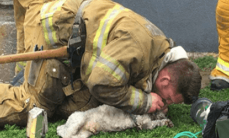 Read more about the article A firefighter refuses to give up on rescuing a little dog from a burning house.