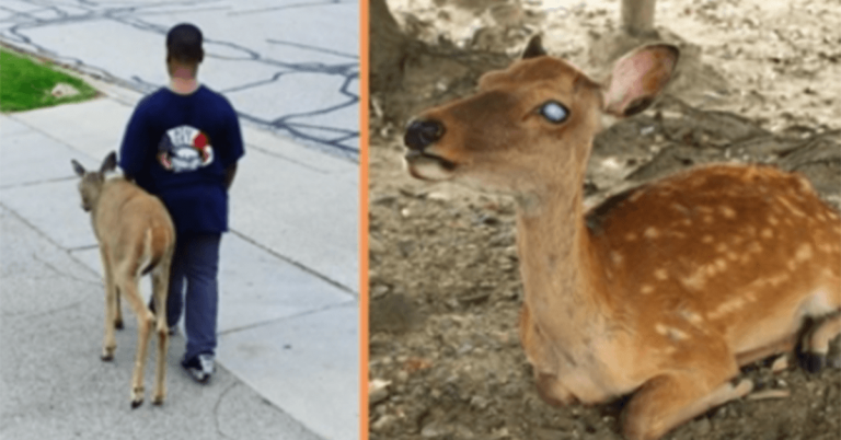 Read more about the article Every Day, Kind-Hearted Boy Helps Blind Deer Find Food Before School