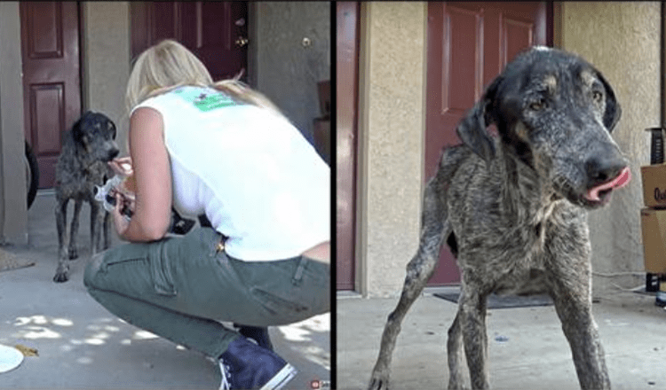 Read more about the article She was thought to have died two years ago by her owner, but rescuers discovered her living alone in the mountains.