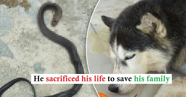 You are currently viewing In order to protect his master’s family, a Siberian Husky dies in a fight with a cobra.