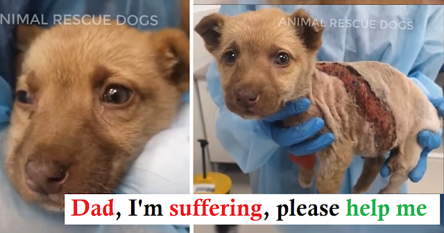 You are currently viewing Rescue Poor Puppy With Huge wound on his body in very critical condition