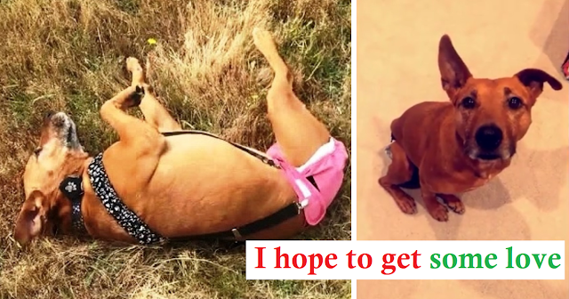You are currently viewing They Wept When They Found Her: 3-Legged Dog Was Used As Bait Dog And Then Dumped