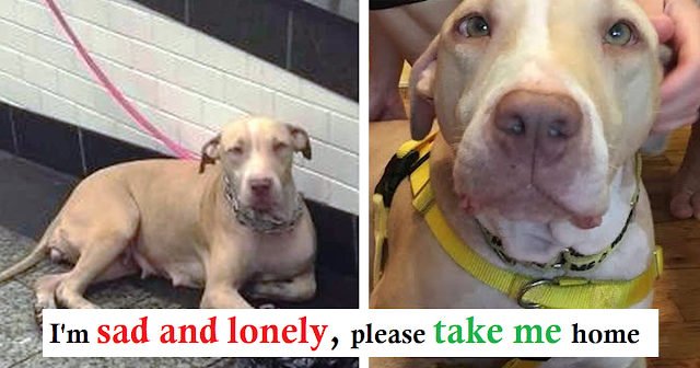 You are currently viewing Dog Tied And Dumped In Subway Stares At Commuters Hoping Someone Will Help Her