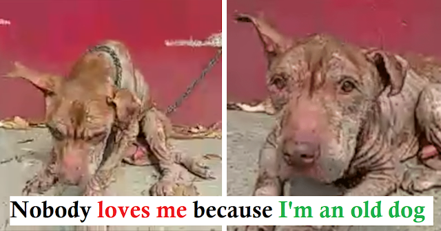 You are currently viewing Pit Bull Spent Years Chained To Wall Waiting To Be Rescued