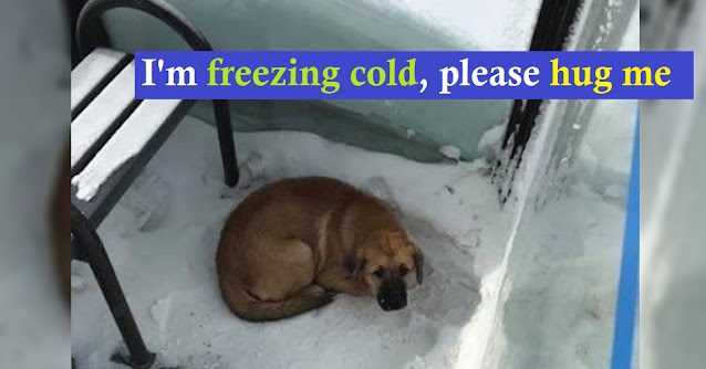 Read more about the article In record cold weather, a lost dog was discovered shivering at a bus stop.