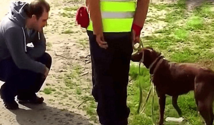 Read more about the article After being missing for three years, the dog didn’t recognize her father, so he crouched.